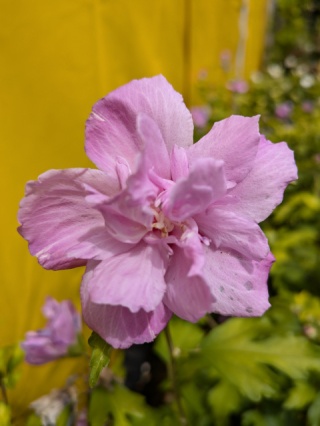 pxl_20250709_112047436_mp